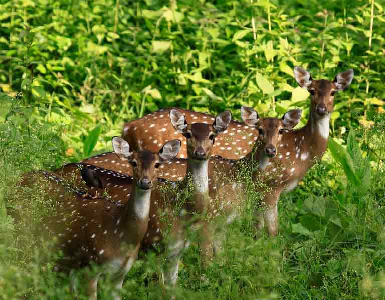 Peppara Wildlife Sanctuary