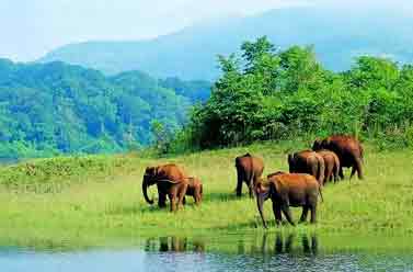 Kerala Backwaters and Jungles